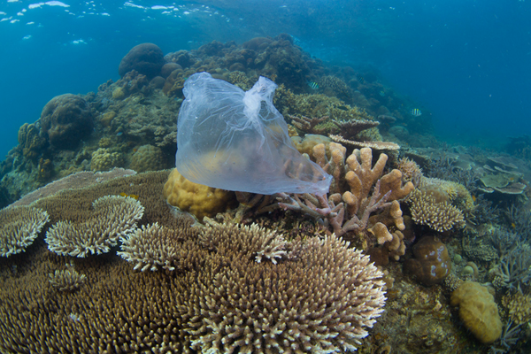 LIEN ENTRE BIODIVERSITÉ, DÉCHETS INDUSTRIELS ET SUBSTANCES CHIMIQUES :